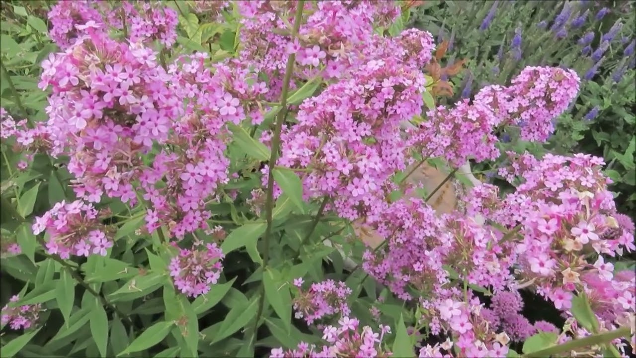 Jeana Tall Phlox (Phlox Paniculata) You need this in your 2024 Pollinator Garden @CEGNatives
