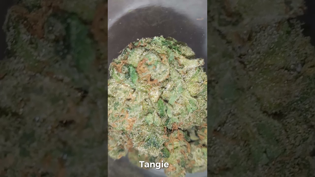 Tangie🇬🇧