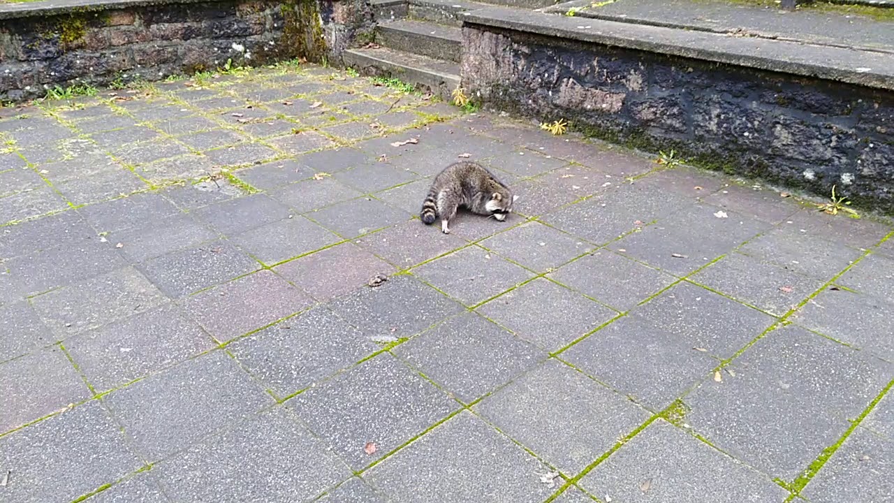 Staupe Waschb&auml;r Stolberg / S&uuml;dharz 29.11.2019