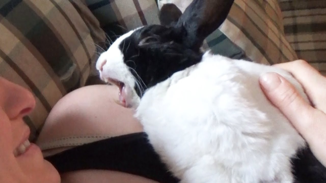Rabbit dreaming!