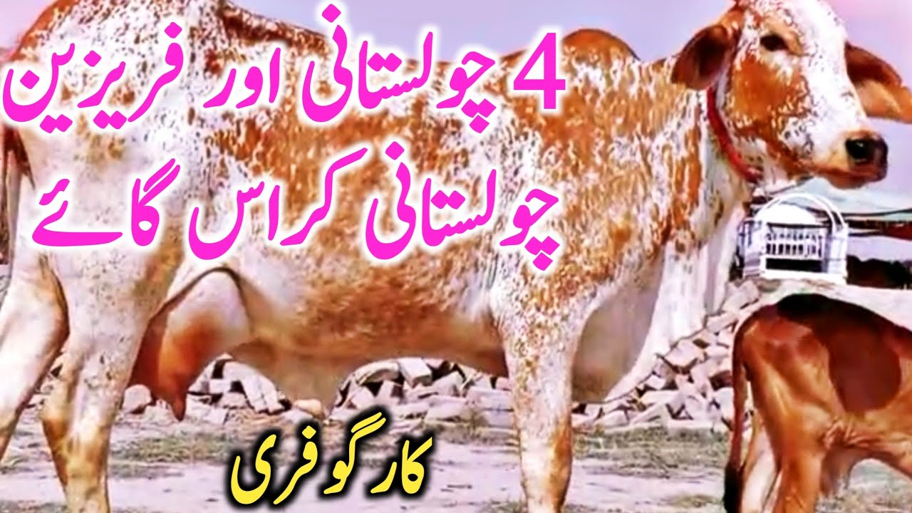 Pure Cholistani Desert Cow And Cholistani Friesian Cross Cow || Global Village Farming