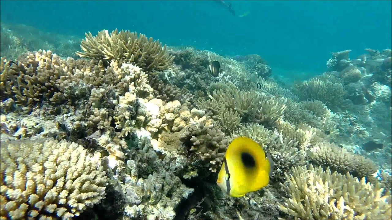 Teaser &icirc;lot Lar&eacute;gn&egrave;re 13 D&eacute;c 2014