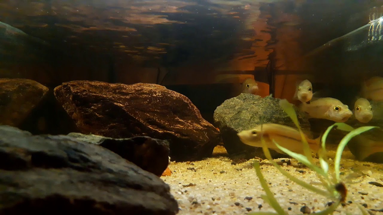 Stomatepia mariae 4 females incubation