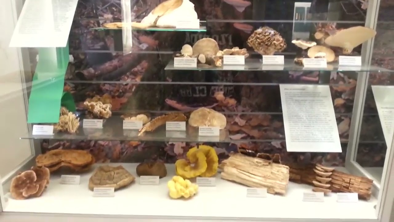 Funghi mushroom Pilze