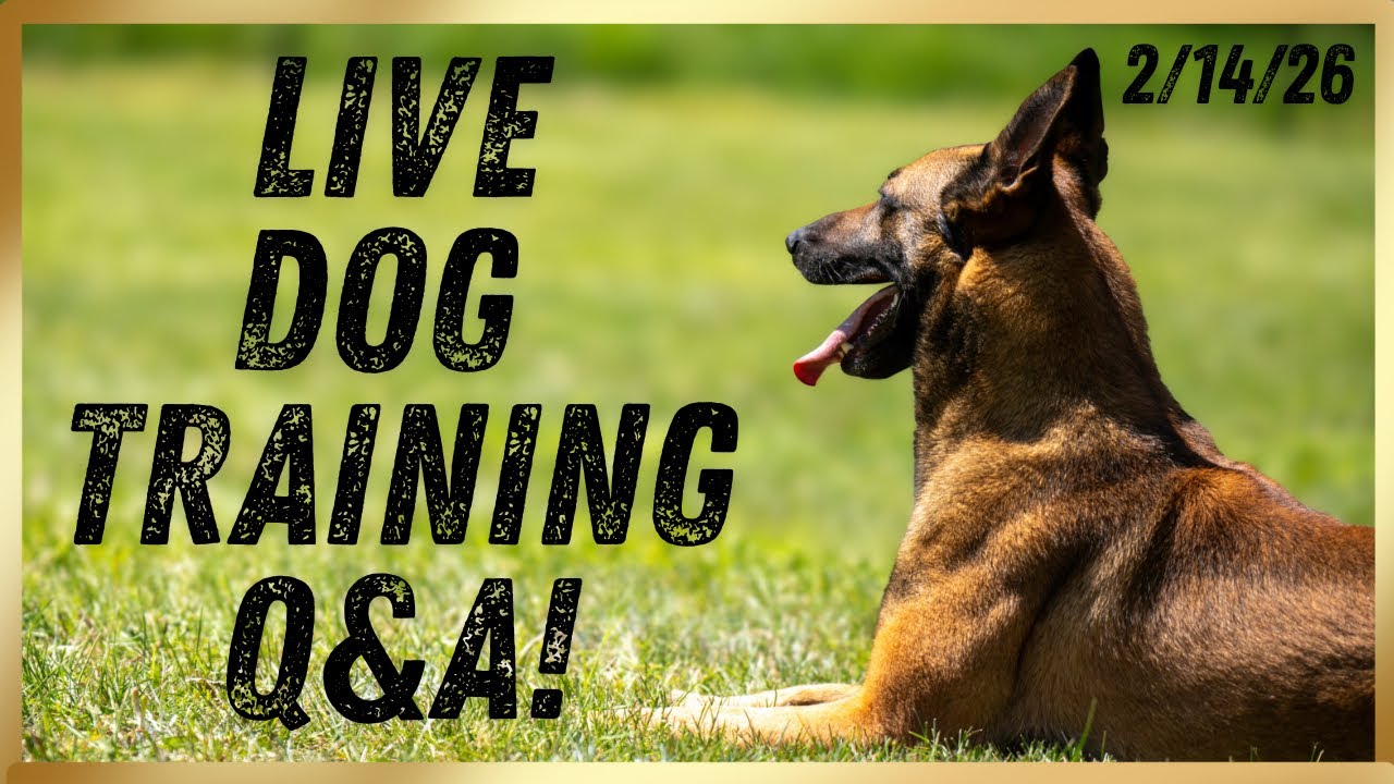 LIVE Dog Training Q&A!