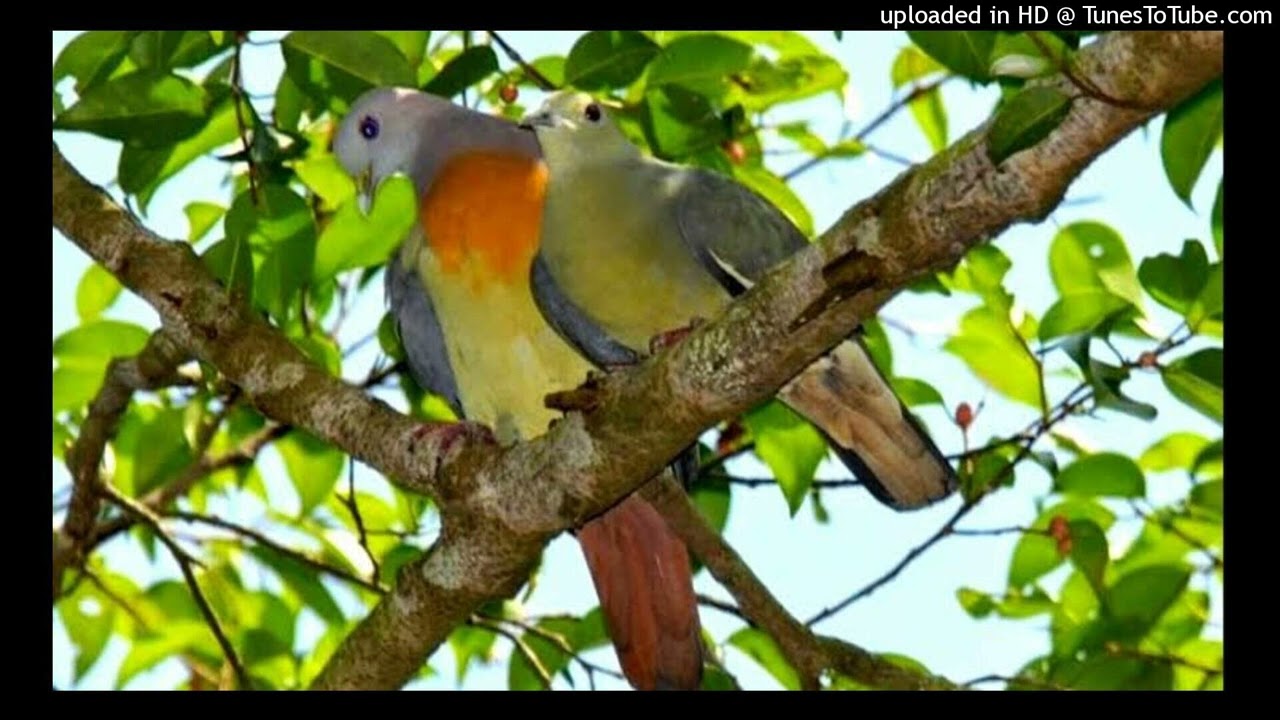 Audio SUARA PIKAT BURUNG  PUNAI 100% PALING AMPUH #Punai #suara #burung