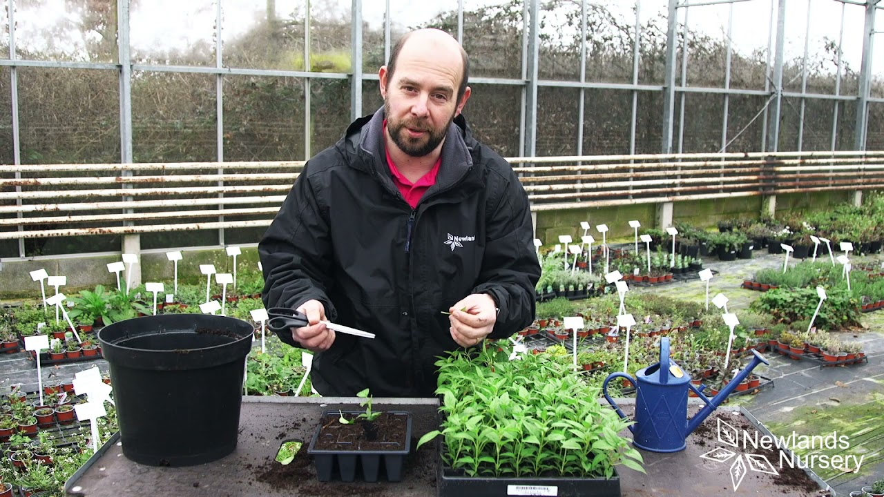 EP53 - How to take Fuchsia cuttings #5MINUTEFRIDAY