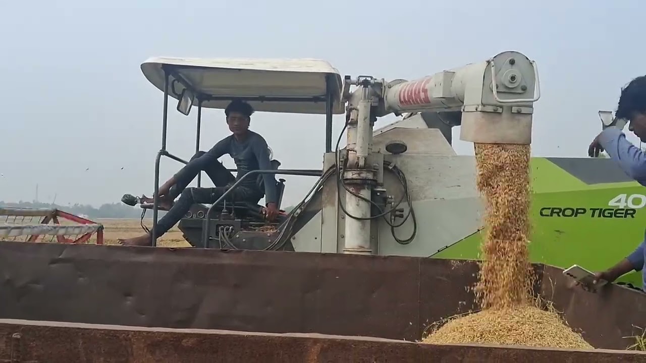 My driving claas crop Tiger 40 harvester king 🤴 #desiviilagelifetstyle 