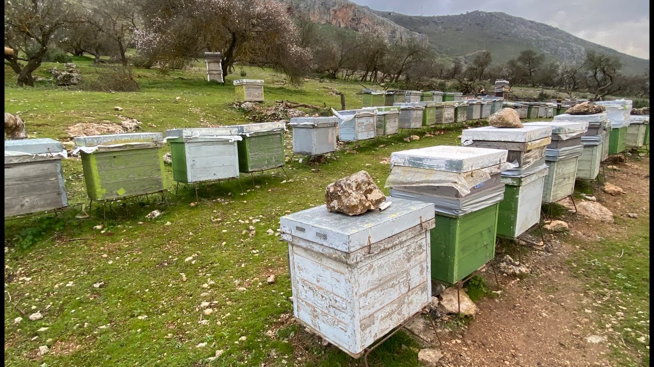 كيف تتعامل مع الطرود المعلقة كي تتطور مع ان نحلها لا يعيش إلا عشرون يوما