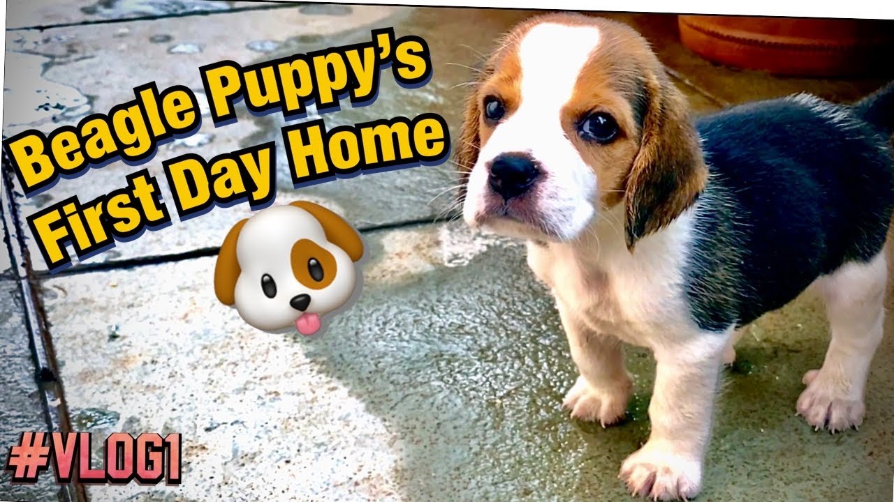 Beagle Puppy First Day home #Video1 #suggestnames