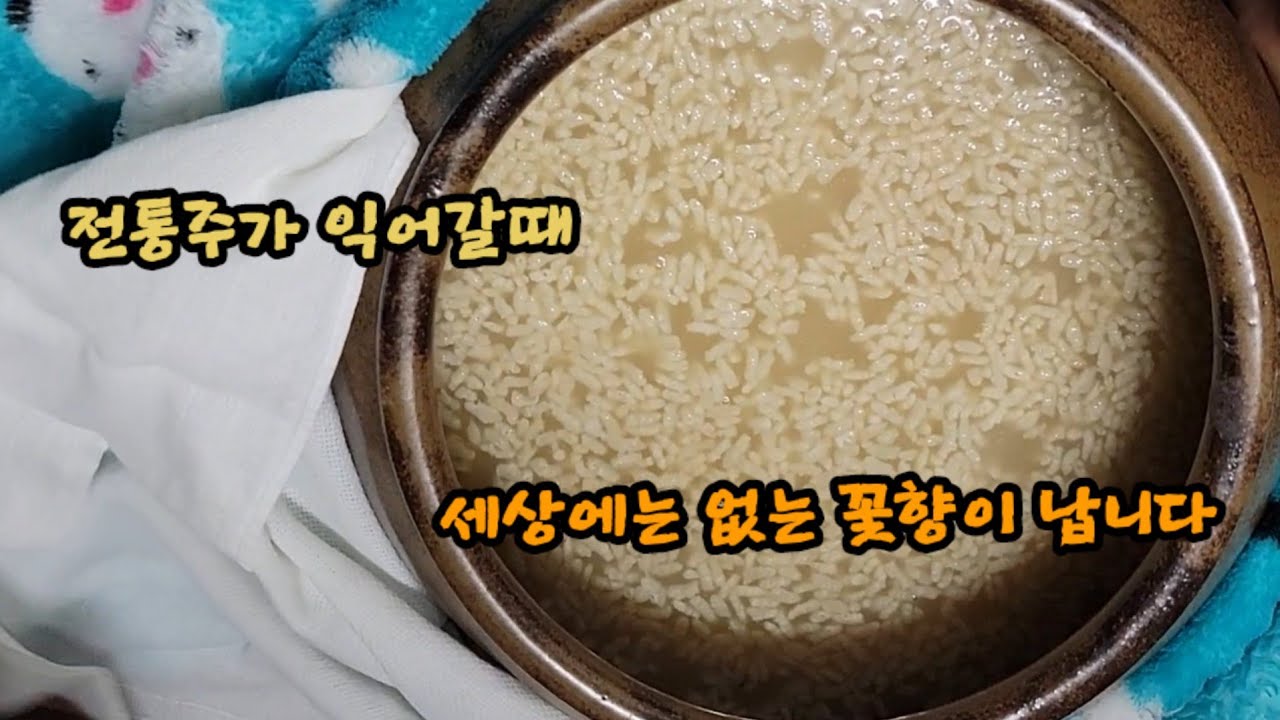 전통 막걸리 만들기(겨울에 만들기 좋아요)