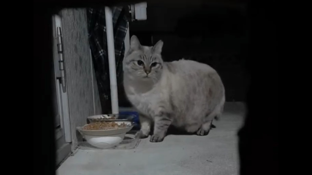 野良猫 六人衆 ご飯🥣🤍 ̖́-😺😼😽😾😸🙀🐈🍚【深夜食堂 まちがえた】LIVE配信 ライブ配信中！#野良猫 #cat #猫 #ねこ #のら猫 #動物 #animals