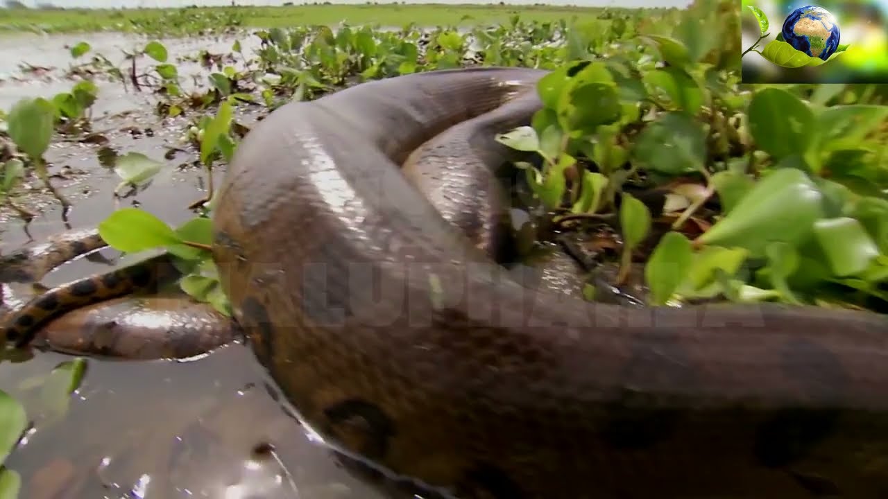 Anaconda Spirits Manifest In Africa With Gogo Maluphahla
