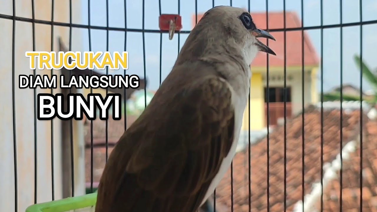 TRUCUKAN GACOR ROPEL PANJANG MBONANG MASTERAN TRUCUKAN TERBAIK 