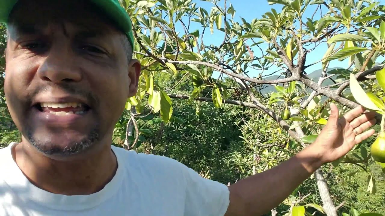 Tratamiento para aguacates amarillentos y pequeños