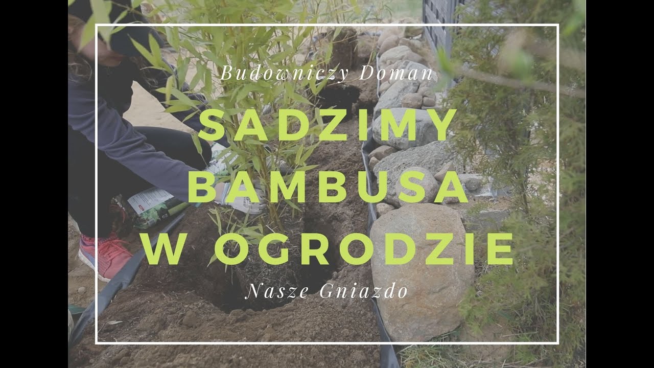Sadzimy bambusa. Wiosna w ogrodzie.
