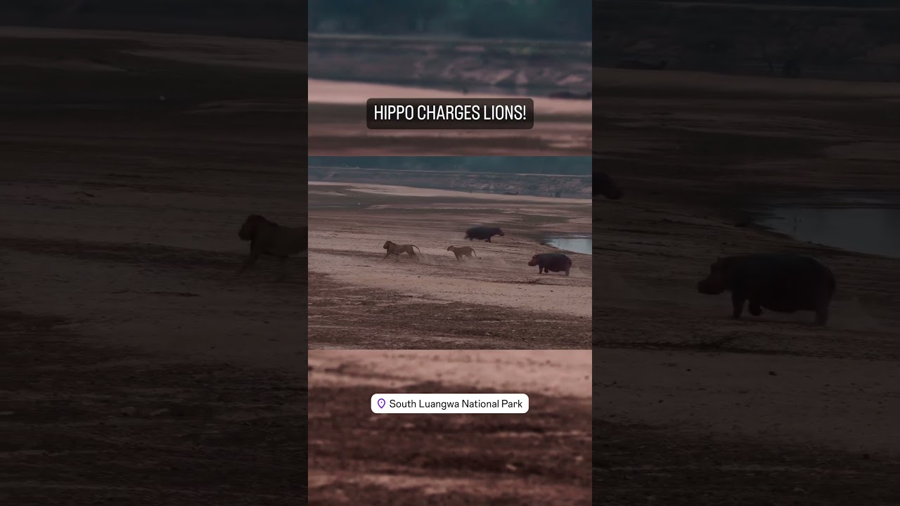 Lions, charged by Hippo 🦁🦛 #shorts #wildlife