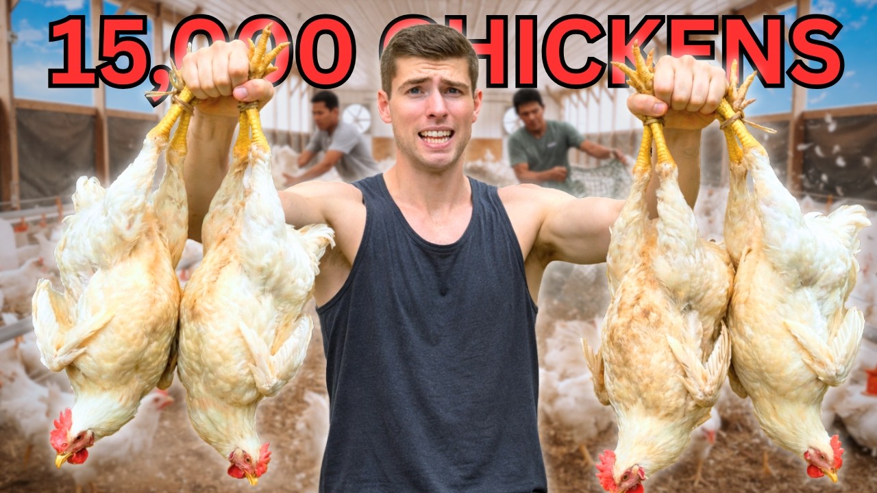 I Harvested 15,000 Chickens in 7 Hours