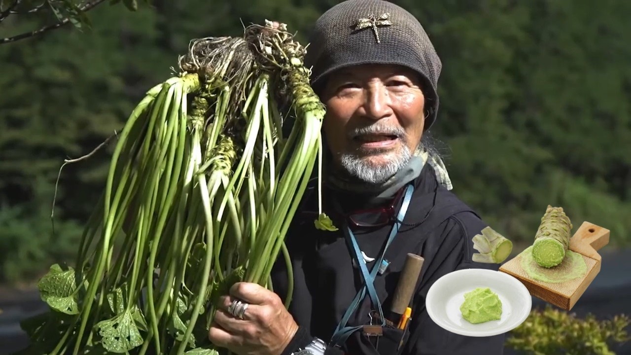 How Japanese Farmers Grow and Harvest Wasabi | Why Real Wasabi Is So Expensive
