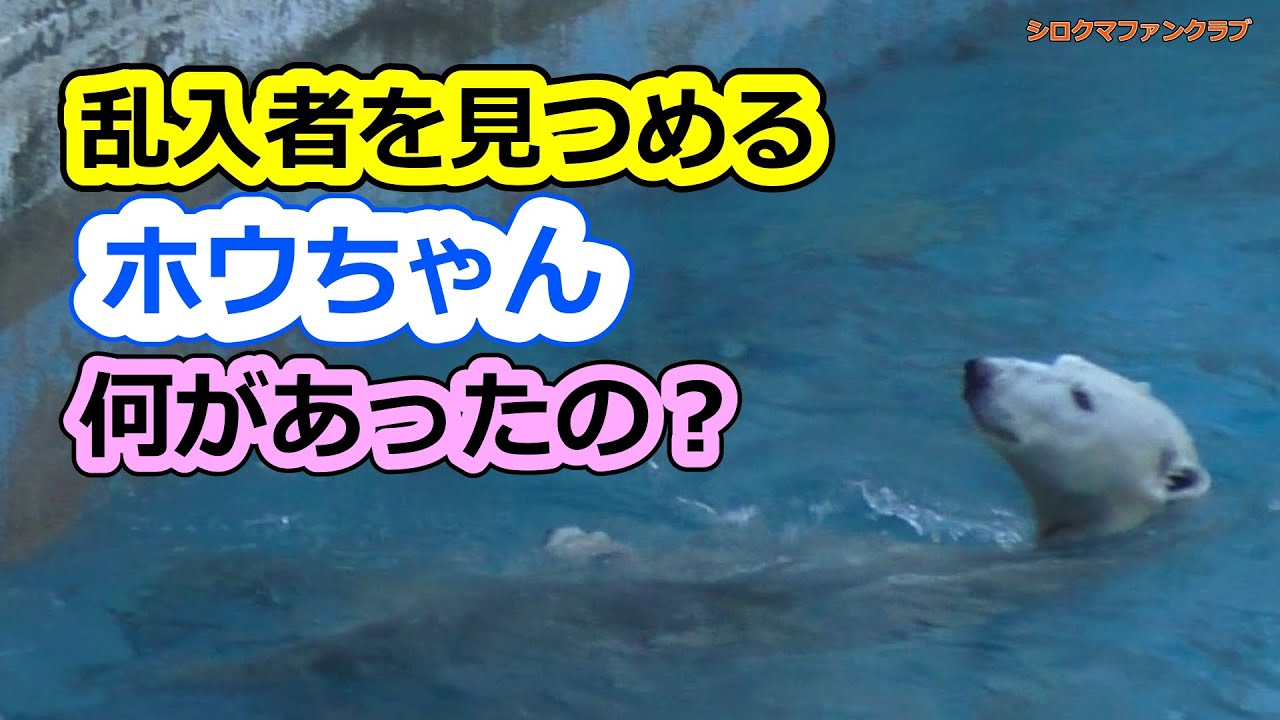 Хоу-тян смотрит на незваного гостя 💗 Что случилось? [Tennoji Zoo]