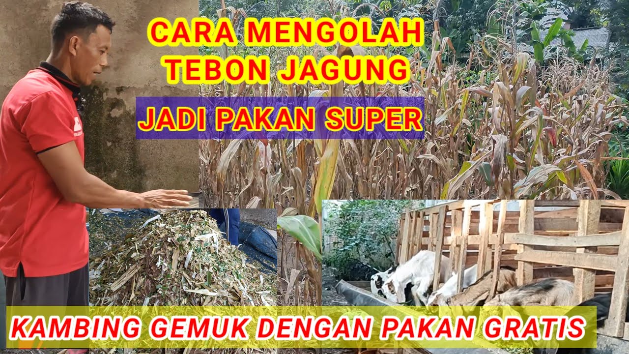 Cara Mengolah Tebon Jagung Kering Menjadi Pakan Kambing Pakan Domba