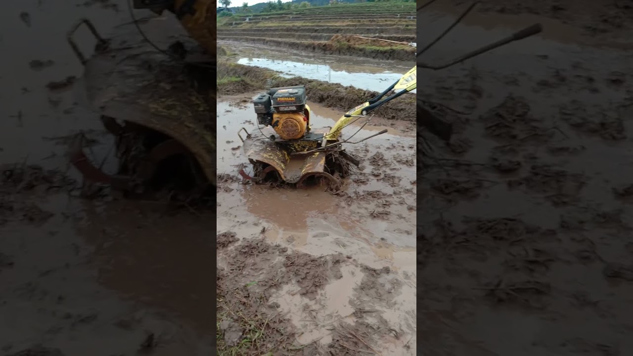 Cultivator FIRMAN FTL620 DI LAHAN BASAH / Traktor Bajak Sawah / wa 089696780467 #shorts #short