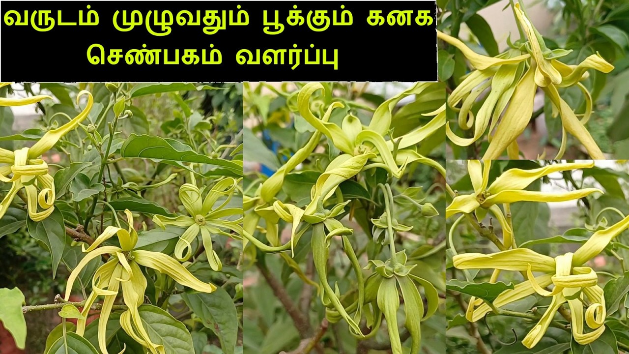 நறுமணம் வீசும் கனக செண்பகம் வளர்ப்பு || Kanaga shenbagam valarpu in terrace garden in Tamil