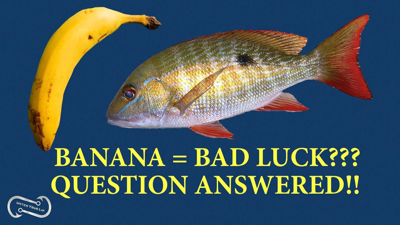 ARE BANANAS BAD LUCK FOR FISHERMEN? QUESTION ANSWERED
