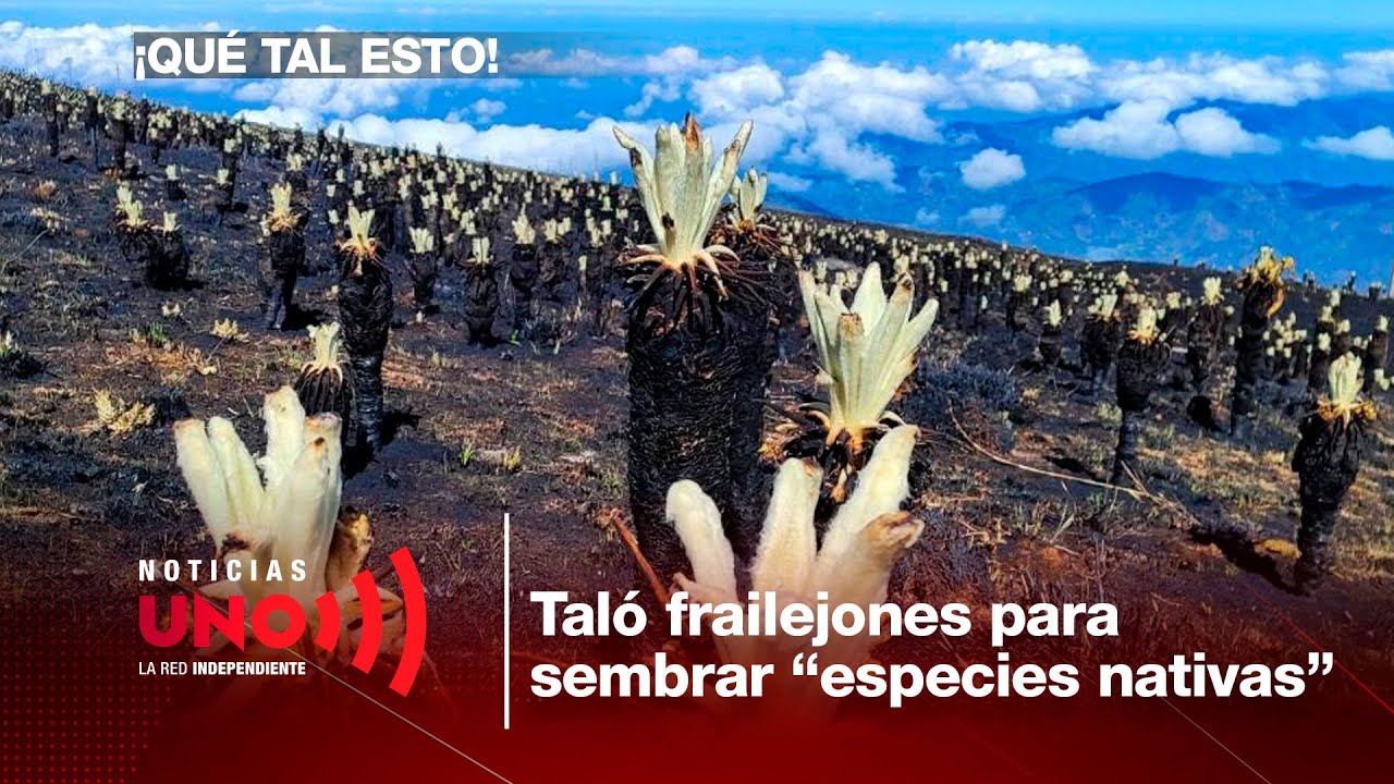 QTE: contratista taló más de cincuenta frailejones para sembrar “especies nativas” en Tenjo
