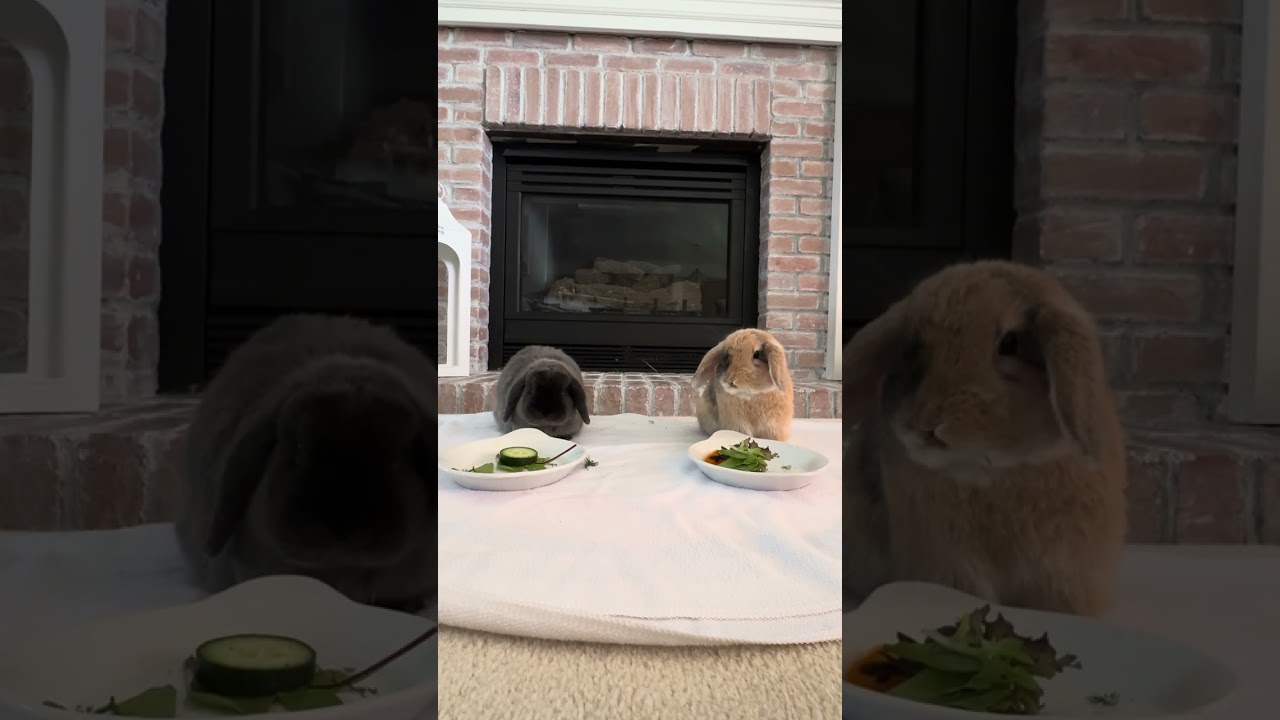 Bunny nomnomnom asmr #bunny #rabbit #bunnies #cute #bunnyeating #bunnylove #asmr #asmreating