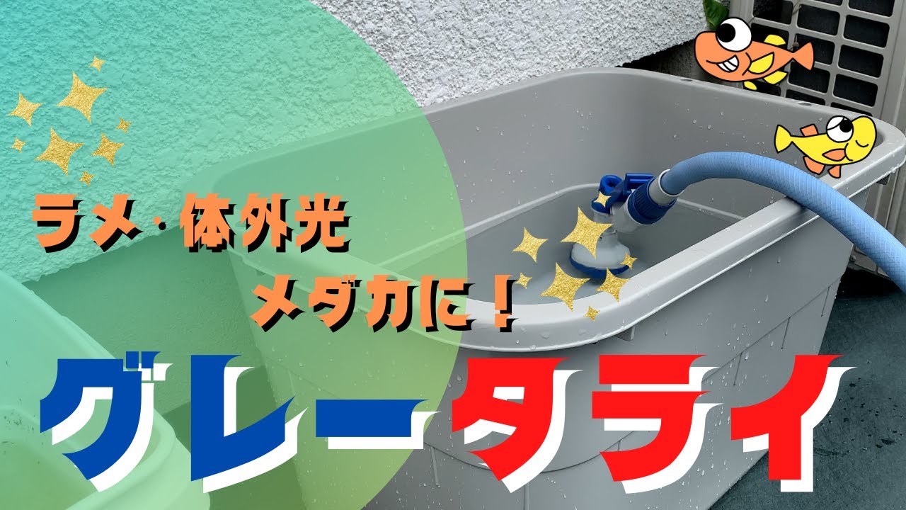 グレータライでラメメダカを飼育してみよう！高水温対策をしつつ、ラメや体外光の表現が綺麗に出たらいいな♪