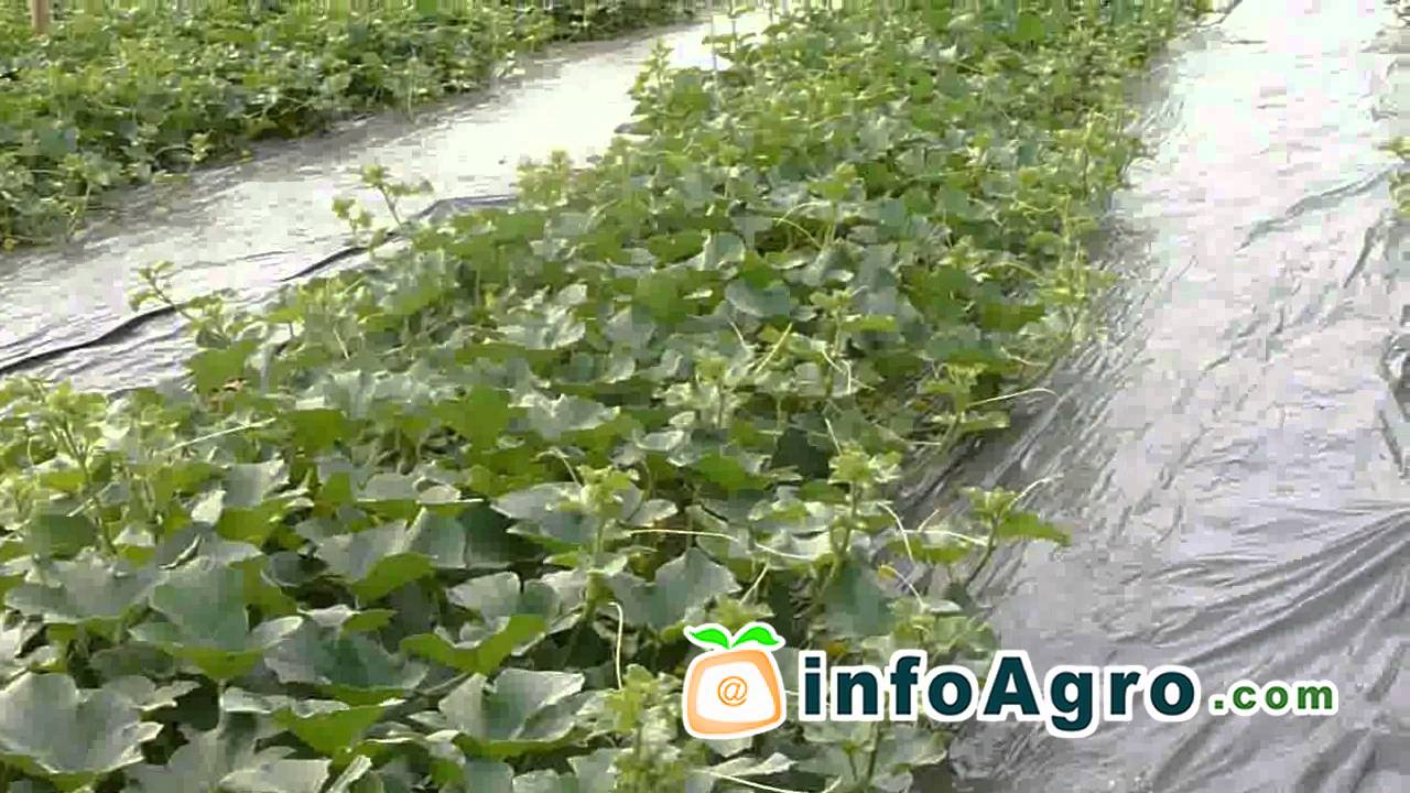 Melon Growing. How to plant, grow and harvest - 2/2