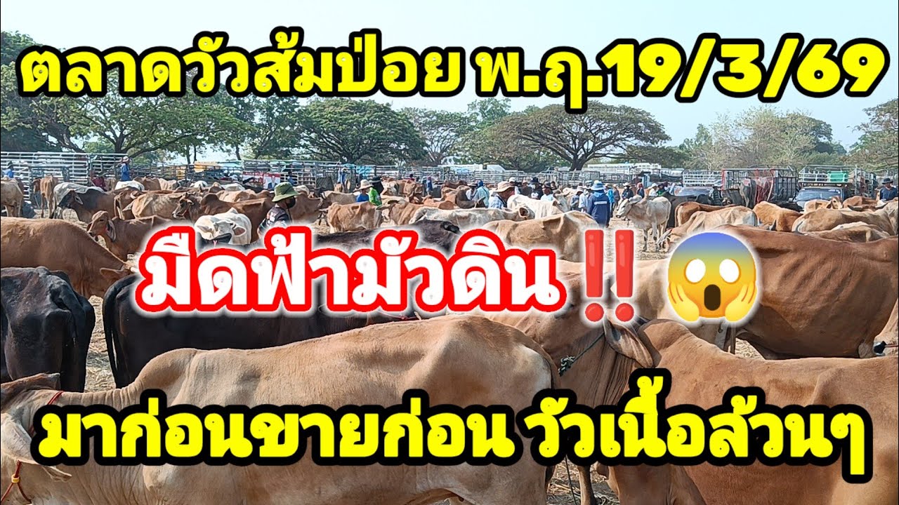 🔴🔴มืดฟ้ามัวดิน!? วัวเนื้อเริ่มทะยอยเข้าสนาม เวียดนามเต็มสนาม  ต่อกันอุตคึกคัก‼️(ตลาดวัวส้มป่อย )