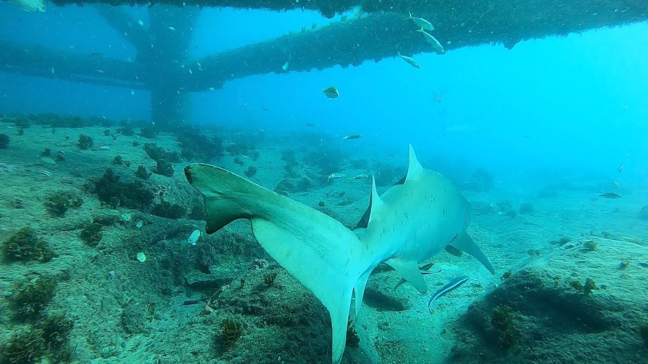 Lots of shark friends below...