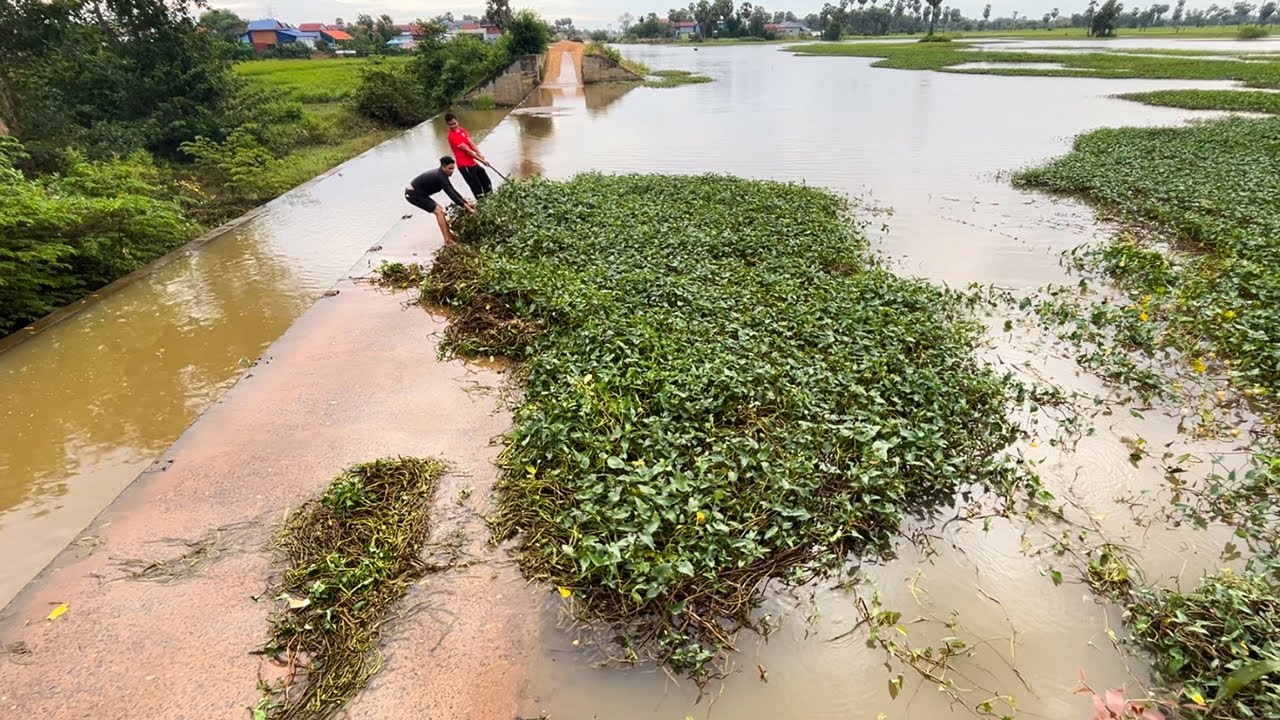 Remove Floating Plants Flow Clogged On Dam Drainage