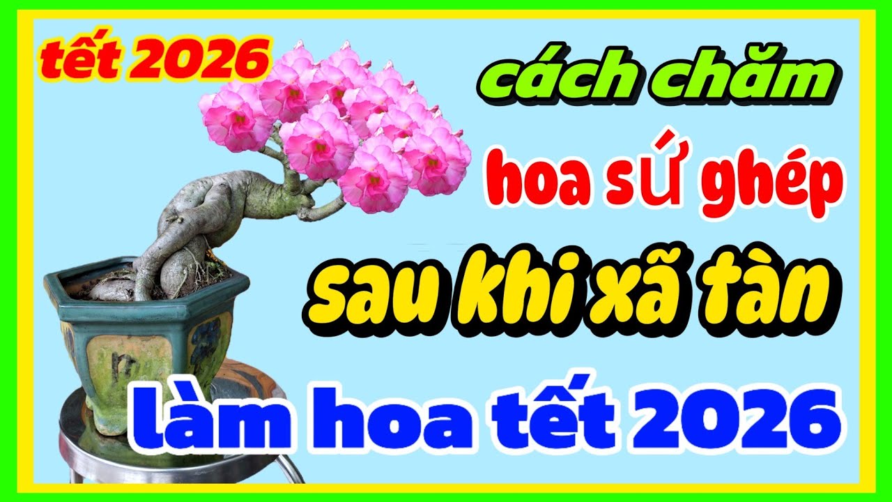 Cách chăm hoa sứ sau khi xã tàn làm hoa chơi tết 2026
