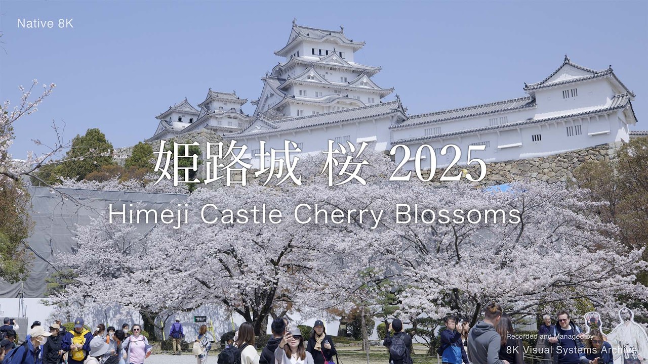 姫路城 桜 2025｜Himeji Castle Cherry Blossoms
