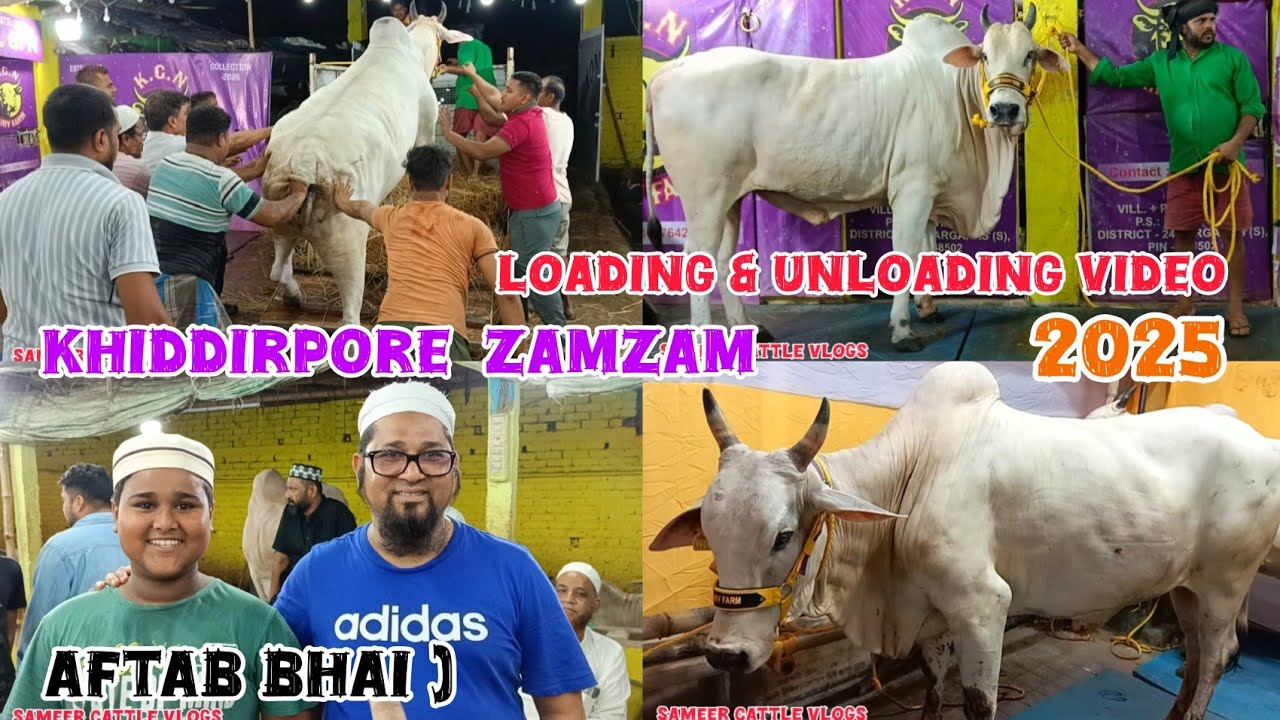 Aftab Bhai Dent mission Road Loading & Unloading Video From Kgn Dairy farm FIVE COW Kolkata Cow 2025