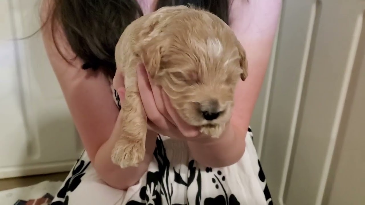 Puppies 17 Days Old