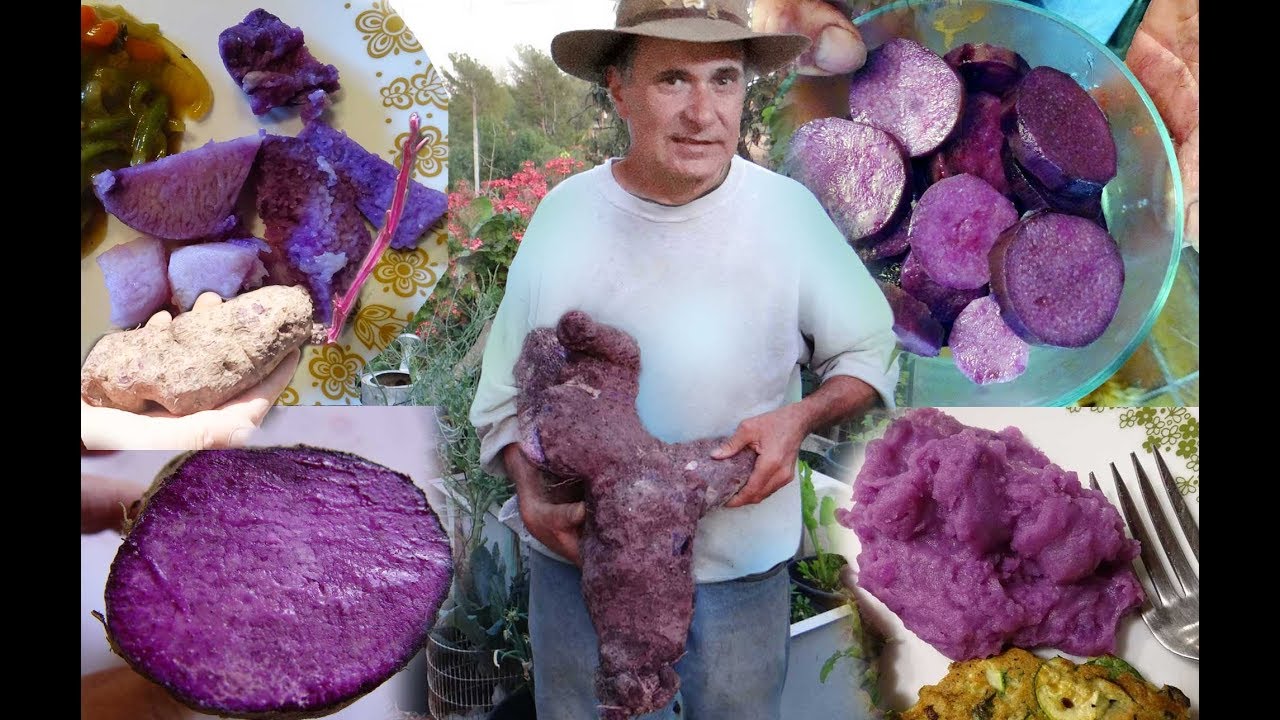 MONSTER Harvest Ube PURPLE Yam Growing HUGH UBI in Woodchips Survival Garden