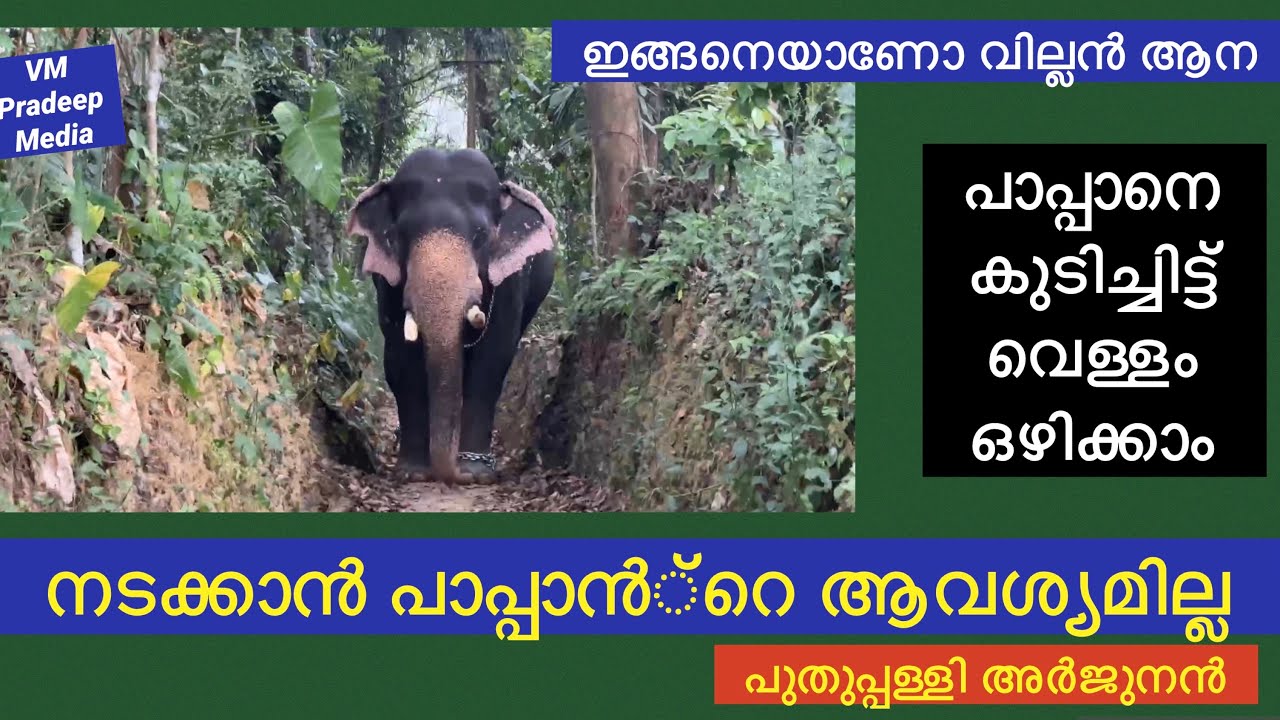 അർജുനന് നടക്കാൻ ഇപ്പോൾ പാപ്പാൻപോലും വേണ്ട@VMPRADEEP#puthuppallyariunan#keralaelephant#elephantvedio