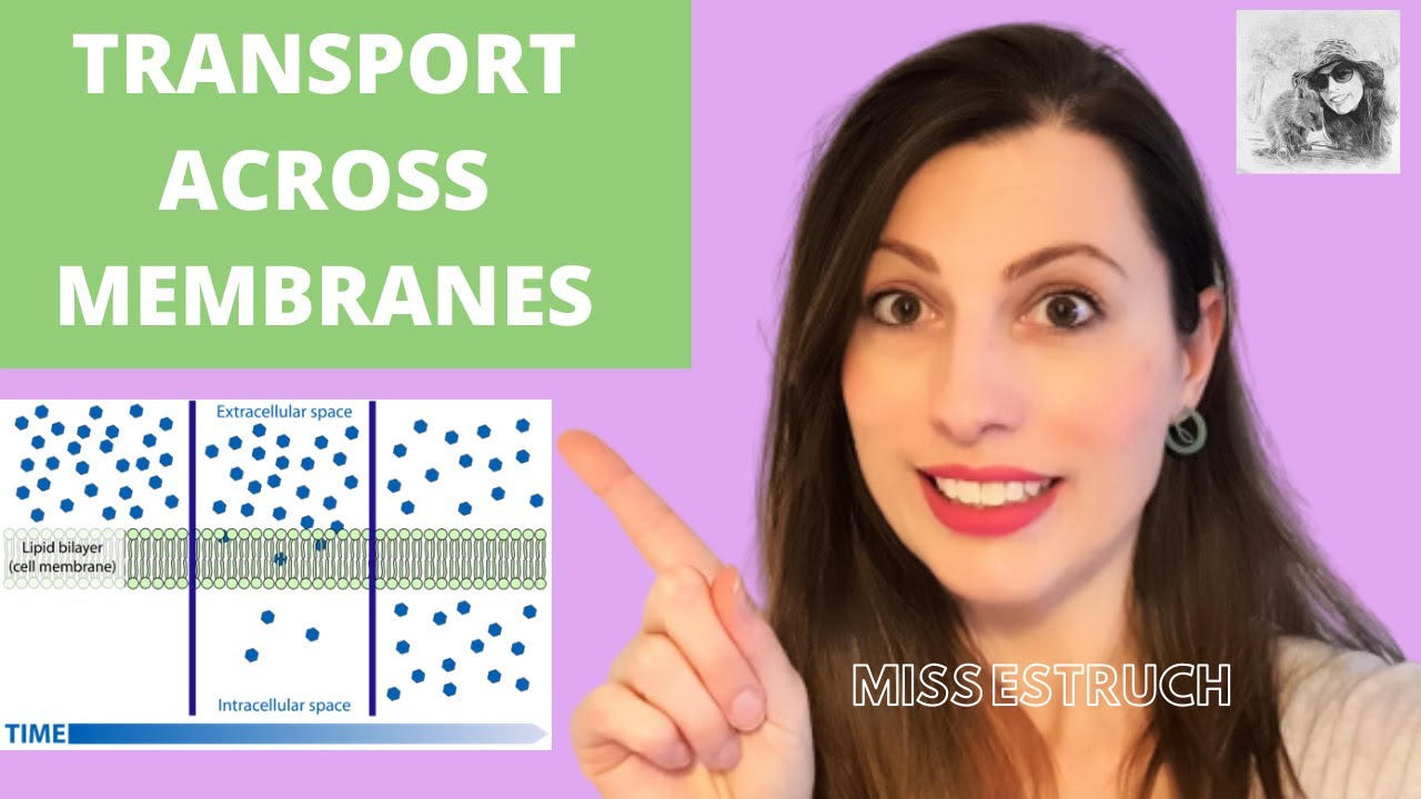 TRANSPORT ACROSS MEMBRANES: A-level Bio. Simple & facilitated diffusion, osmosis & active transport