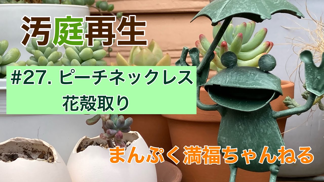 【多肉植物】【ピーチネックレス】#27. ピーチネックレスの花殻取り