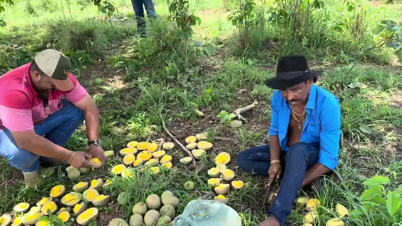 CHARLLES E TIRINGA PEGANDO PEQUI NA FAZENDA EM S&Atilde;O MIGUEL DO ARAGUAIA GOI&Aacute;S | COM&Eacute;DIA SELVAGEM