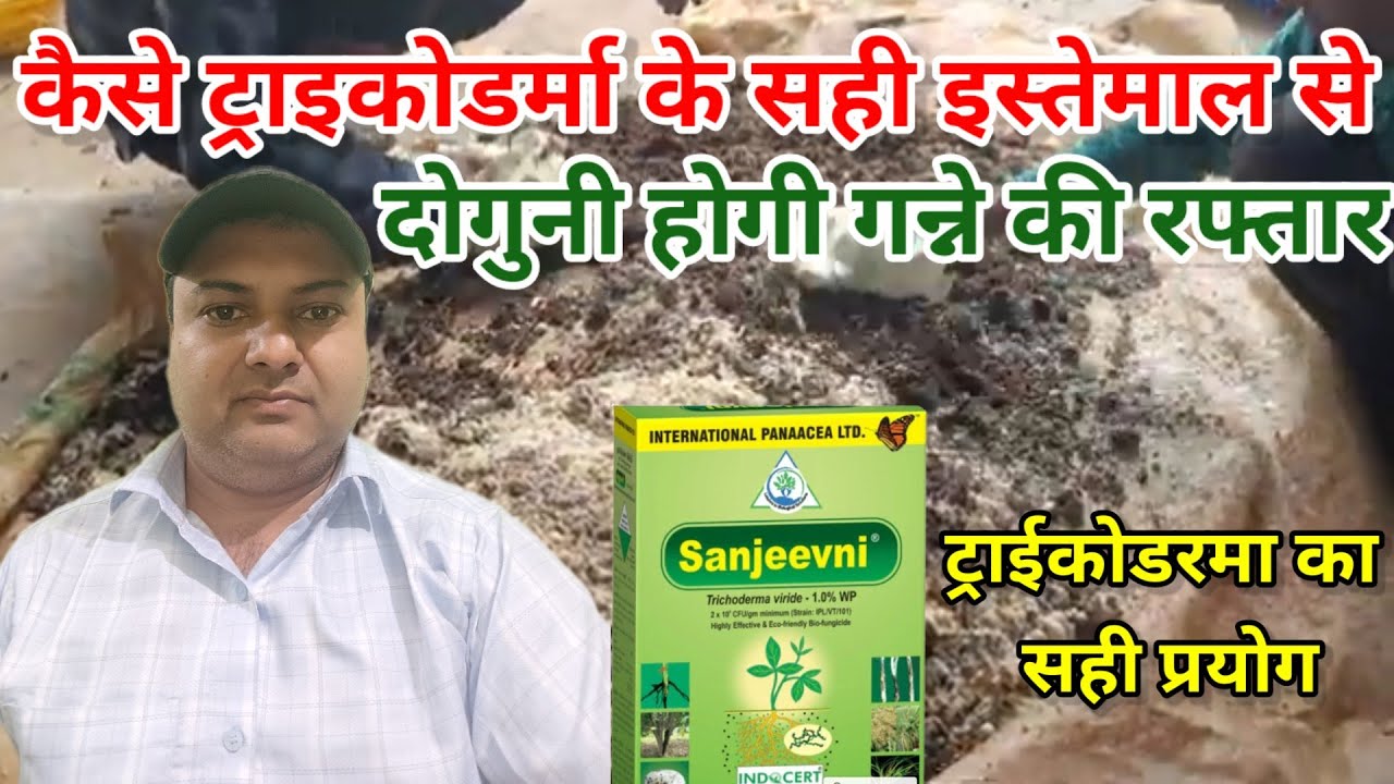 ट्राईकोडर्मा के सही इस्तेमाल से दोगुनी होगी गन्ने की रफ्तार। Trichoderma ka sahi istemal.