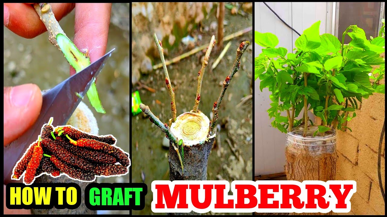 How to graft mulberry tree | Mulberry Grafting | Grafting mulberry