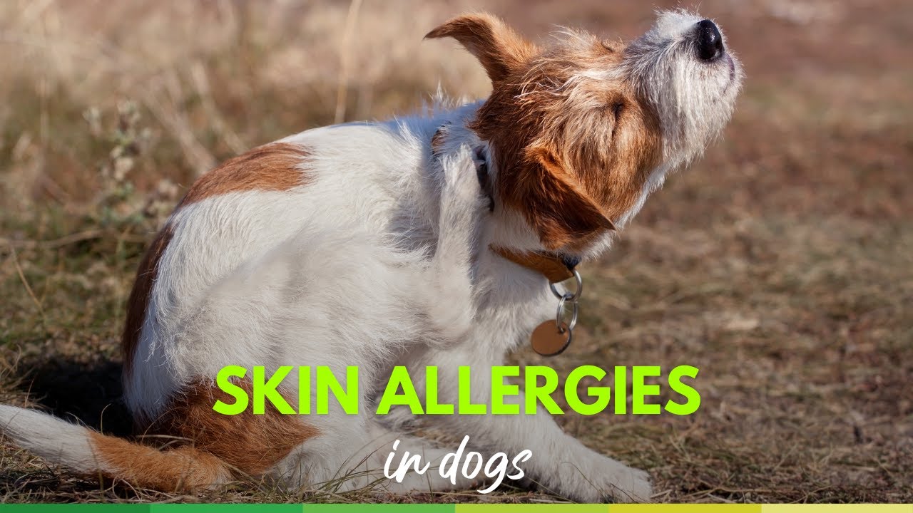 Skin Allergies in dogs - holistic treatment