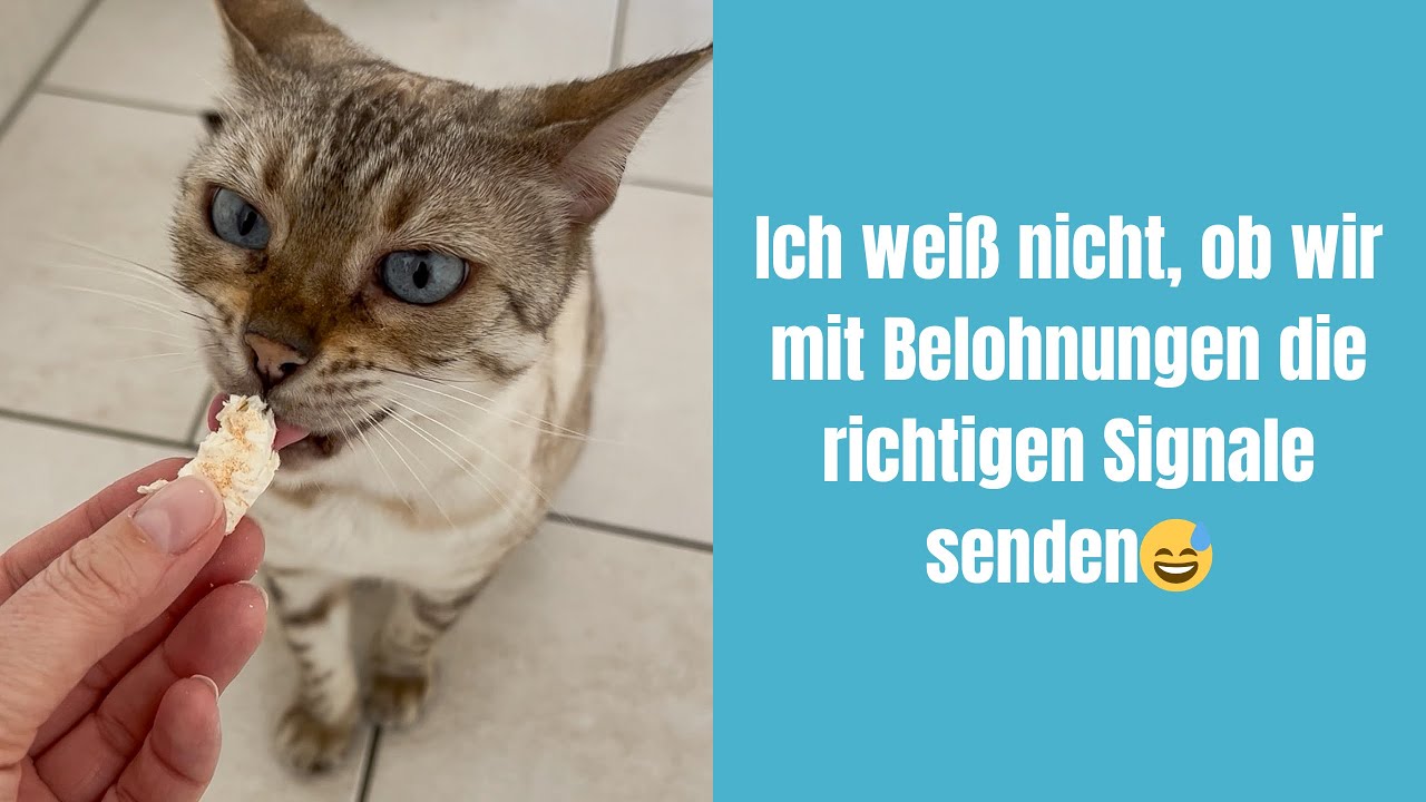 Ich weiß nicht, ob wir mit Belohnungen die richtigen Signale senden😅 #katze #katzen #katzenvideos 