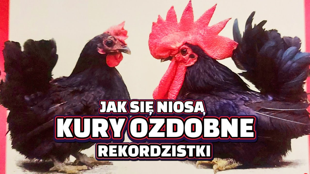 #chicken 🐓🐤🐓 Jak się niosą kury ozdobne