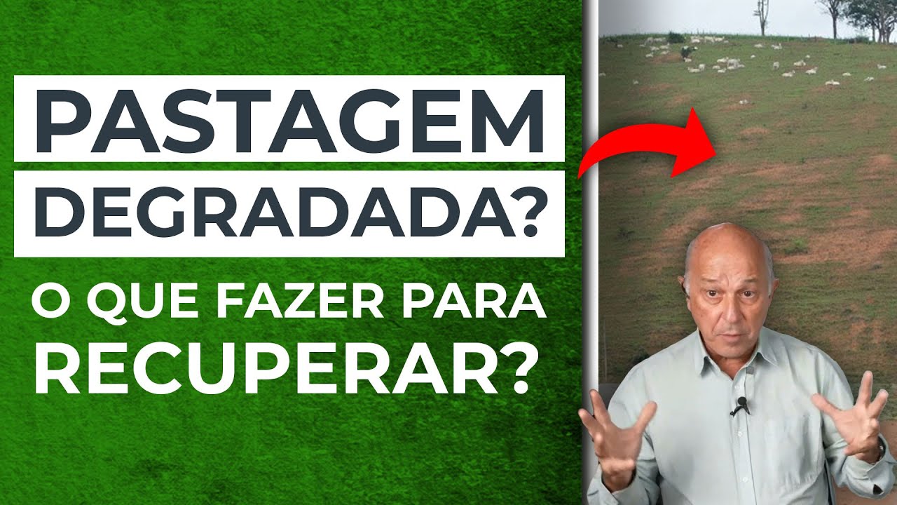5 Estratégias para Recuperação de Pastagens Degradadas